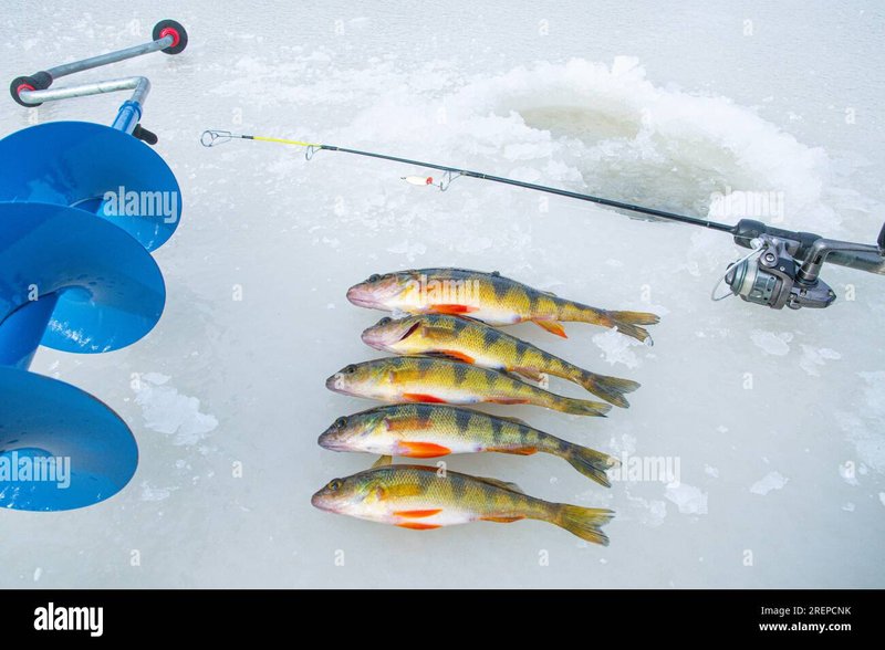 Explore ice fishing live casino