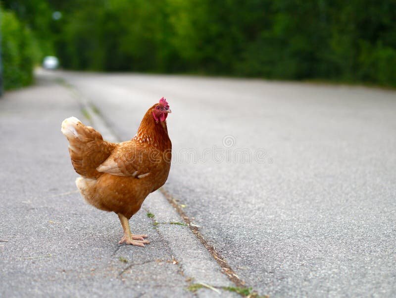 En savoir plus sur chicken road demo